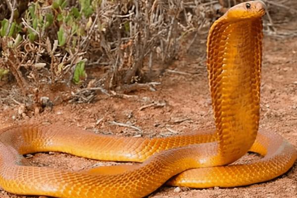 黄金眼镜蛇是什么品种，属于眼镜蛇科、眼镜蛇属蛇类