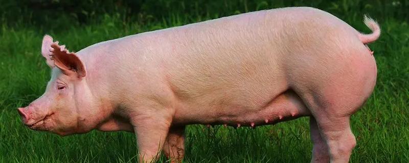 母猪的饲养方法，初产母猪妊娠初期以青粗饲料为主