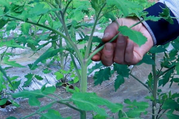 番茄的种植管理方法，一般是从整苗开始
