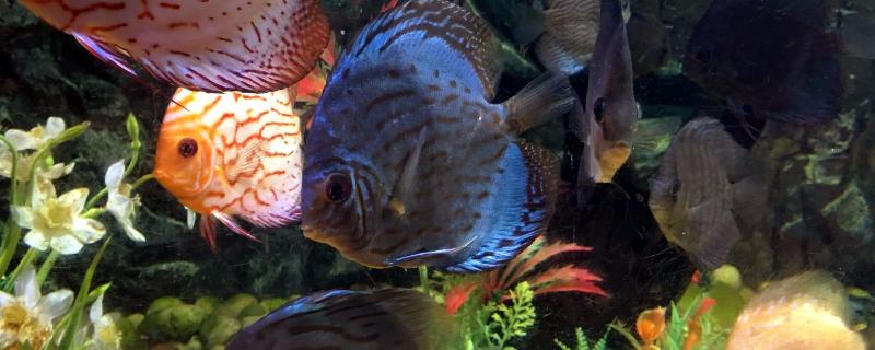 七彩神仙鱼多大才能繁殖，在9-14个月大的时候进行繁殖