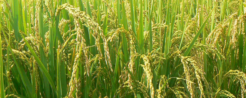 赞洁两优2号水稻种简介，中籼两系杂交水稻品种