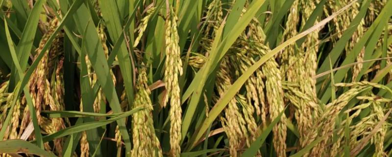齐两优玉丝水稻种简介，中籼两系杂交水稻品种