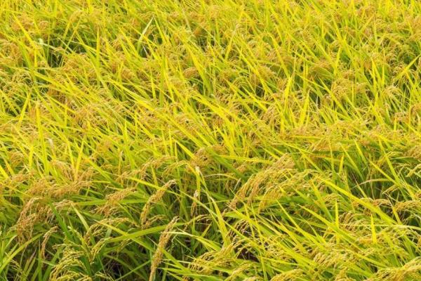 两优6068水稻种子简介，中籼两系杂交水稻品种