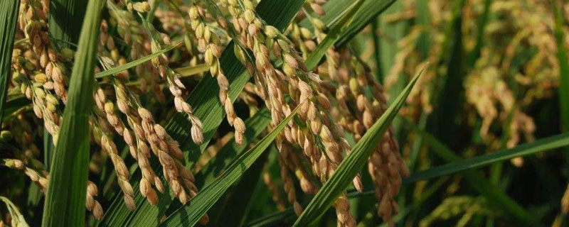 晶祥优针丝苗水稻种子特征特性，亩秧田播种量10-15千克
