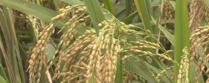 登两优22水稻种子介绍，亩秧田播种量10-15千克
