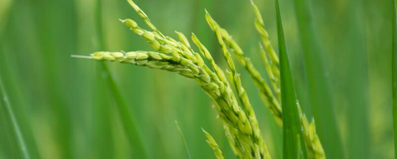 悦江两优688水稻种子介绍，中籼两系杂交水稻品种