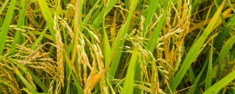 两优7968水稻品种的特性，中籼两系杂交水稻品种
