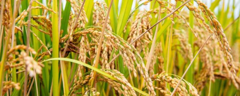 筑两优27占水稻品种简介，中籼两系杂交水稻品种