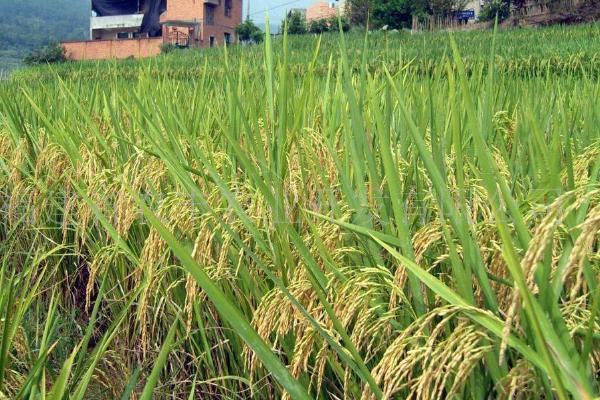 瑜湘A水稻品种的特性，两期父本相隔7天播种