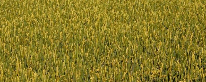福紫糯3S水稻种子简介，在福建诏安3月5日播种