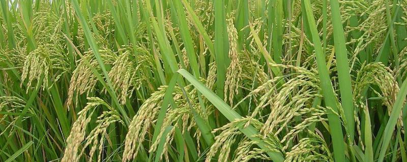 N两优32水稻种子介绍，注意及时防治病虫害