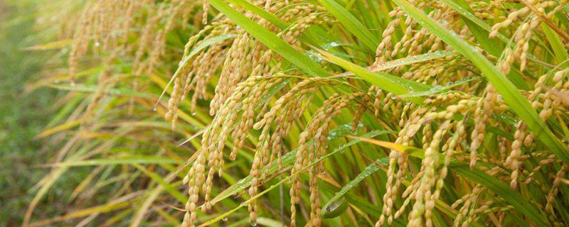 明1优红21水稻种子介绍，每亩插足基本苗4万以上