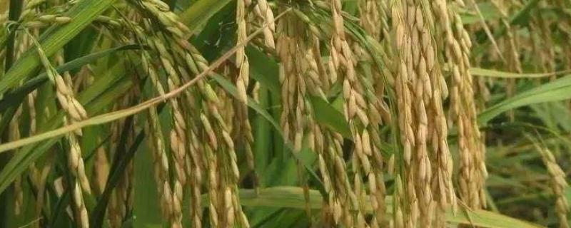 金龙优607水稻品种的特性，全生育期128.3天