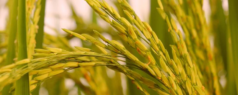 81优34水稻种子简介，一般4月下旬至5月上中旬播种