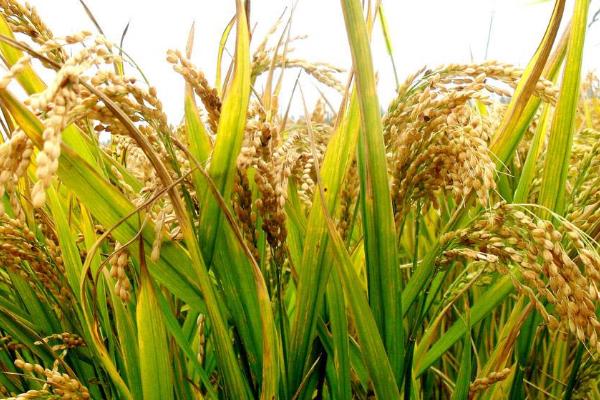 金龙优607水稻品种的特性，全生育期128.3天