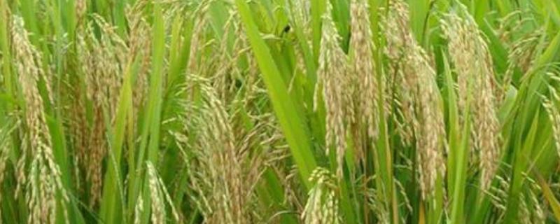 野香优212水稻品种的特性，全生育期122.6天