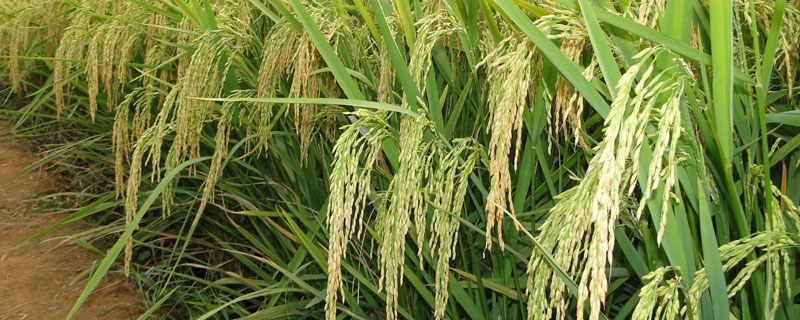 浙杭优K202水稻种子介绍，秧田每亩播种量6千克