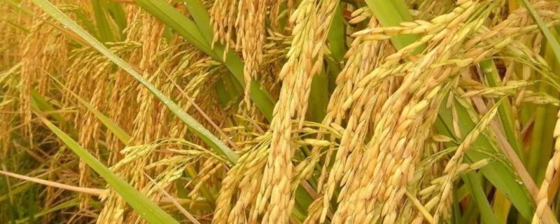 潢优676水稻种子特点，每亩有效穗数14.7万