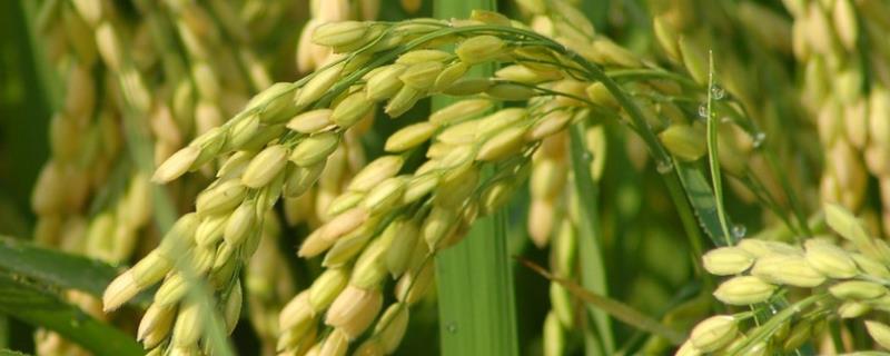 玖两优164水稻种子特征特性，每亩有效穗18.1万