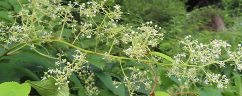 雷公藤简介，是攀援藤本植物