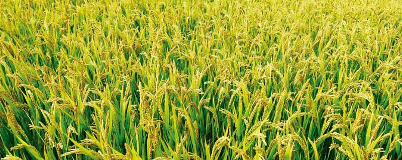 株两优258水稻种简介，3月下旬播种