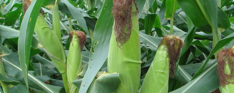 农玉632玉米种子介绍，注意防治镰孢茎腐病