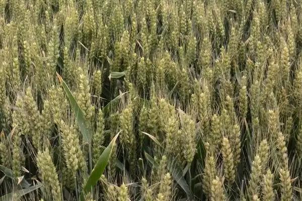 农麦66小麦种子特点，适宜播种期10月上中旬