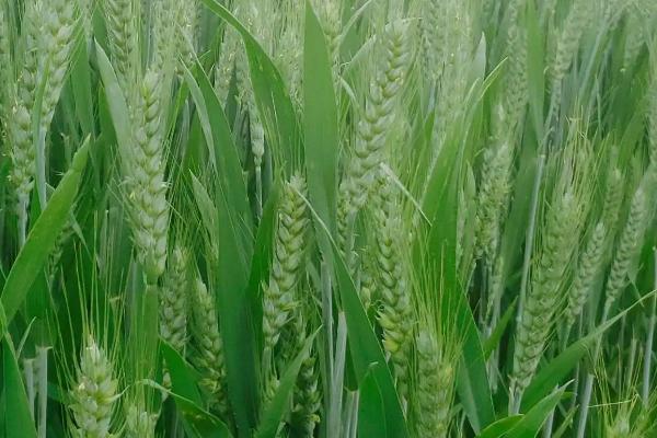 农麦66小麦种子特点，适宜播种期10月上中旬