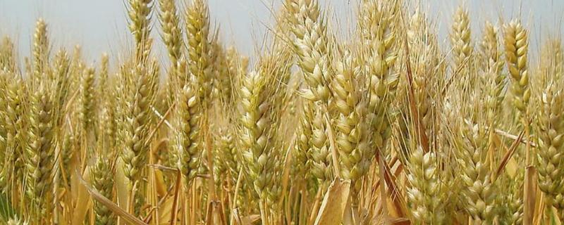 川麦614小麦种子简介，高抗条锈病