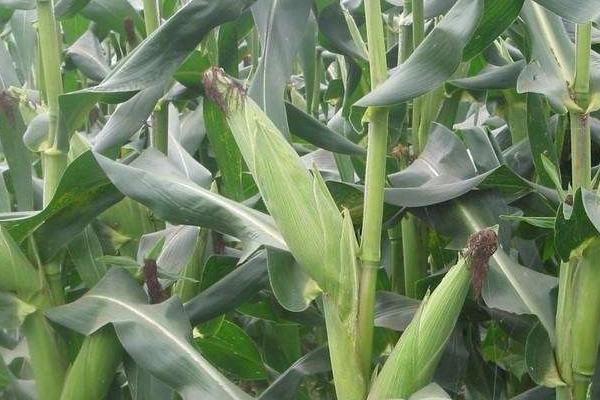 卓白玉901(区试名称：ZHL3862)玉米种子特点，生育期155.4天