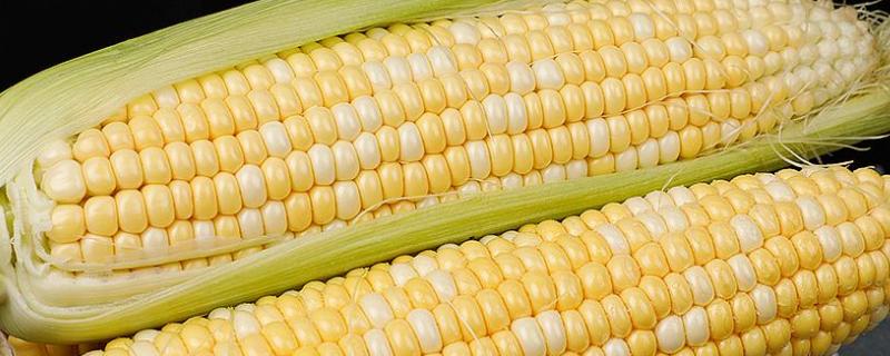 友玉658(区试名称：YH509)玉米种子简介，及时防治纹枯病等病虫害