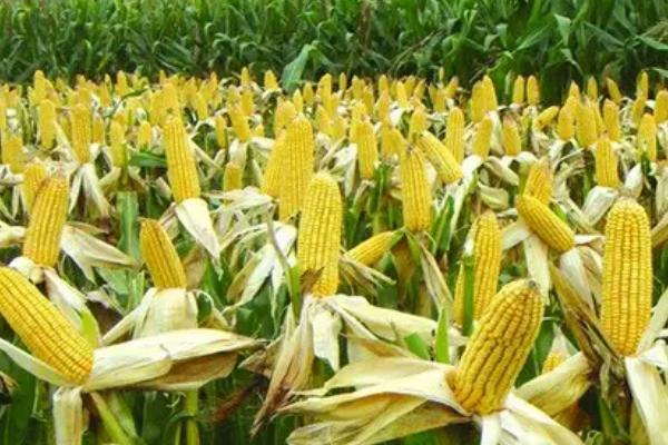 盛农玉10玉米种简介，结合每亩施尿素25千克
