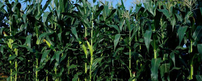贵卓玉99(区试名称：7231)玉米品种的特性，注意防治病虫害