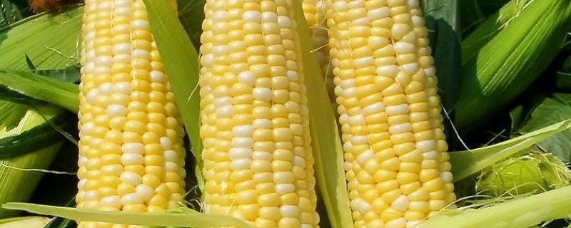 盛农玉10玉米种简介，结合每亩施尿素25千克