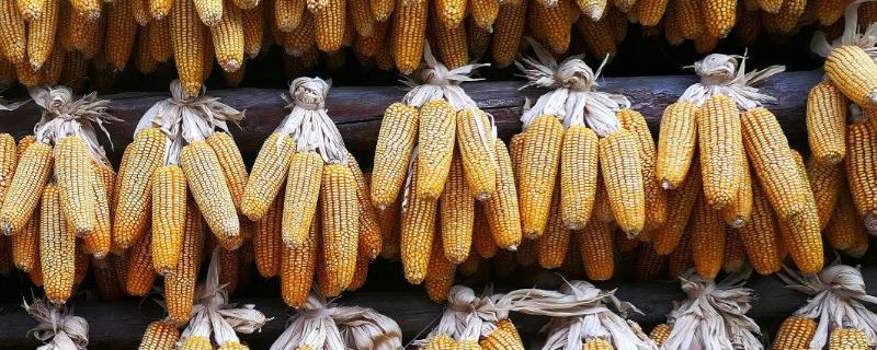 山玉20(区试名称：SF2102)玉米种子简介，追肥每亩施尿素30～40千克