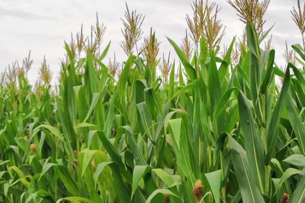 山玉20(区试名称：SF2102)玉米种子简介，追肥每亩施尿素30～40千克