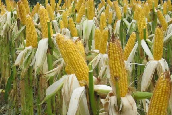 新中玉4号玉米品种的特性，生育期137.1天