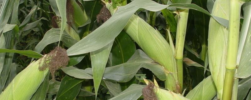 锋青208玉米种子简介，结合每亩施尿素25千克