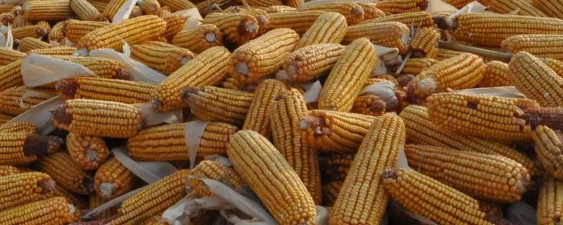 金白玉99玉米种子简介，每亩施苗肥尿素20千克
