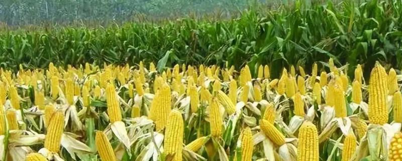 惠农青5号(区试名称：惠农单2104)玉米品种的特性，苗期防治地老虎