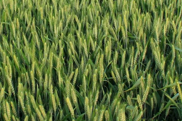 黔麦23号(区试名称：黔15168)小麦品种简介，属半冬性中熟品种
