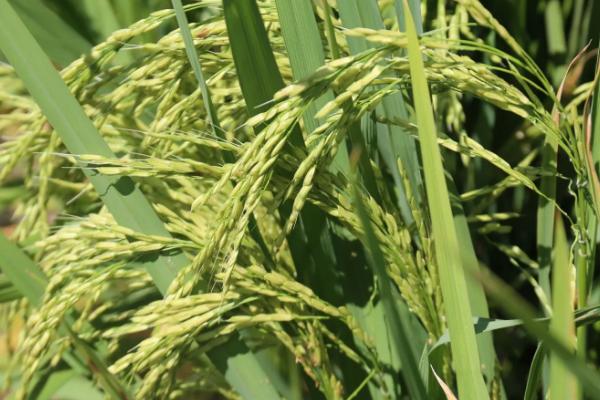 筑优钰禾水稻种子简介，每亩插足基本苗8～9万