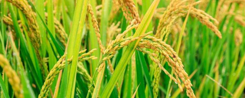兴两优578(区试名称：兴两优1号)水稻品种的特性，尤其在始穗期注意防治稻瘟病
