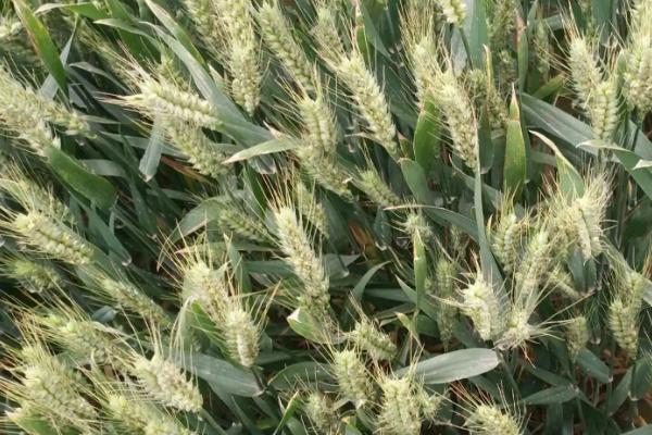 黔麦23号(区试名称：黔15168)小麦品种简介，属半冬性中熟品种