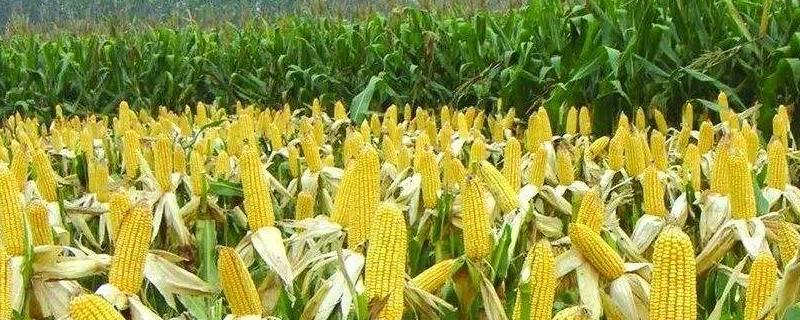 璐玉糯1050玉米种子简介，四月中旬播种