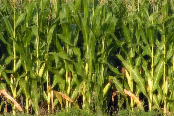 花彩甜糯668玉米品种简介，4月中下旬播种