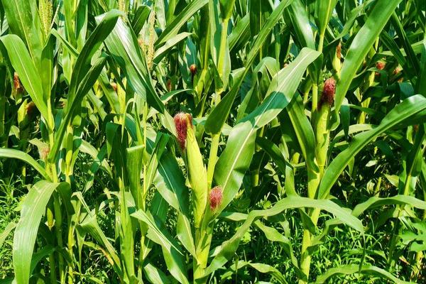 谷育211玉米品种简介，四月上旬播种