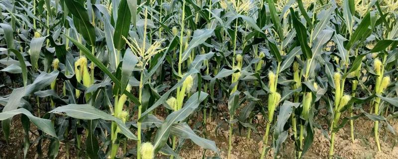 谷育211玉米品种简介，四月上旬播种