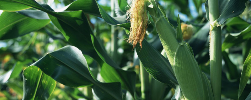 GZ628玉米种子介绍，出苗至成熟122天