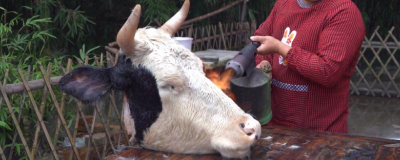 牛头去毛的正确方法，首先要用70℃的水浸泡